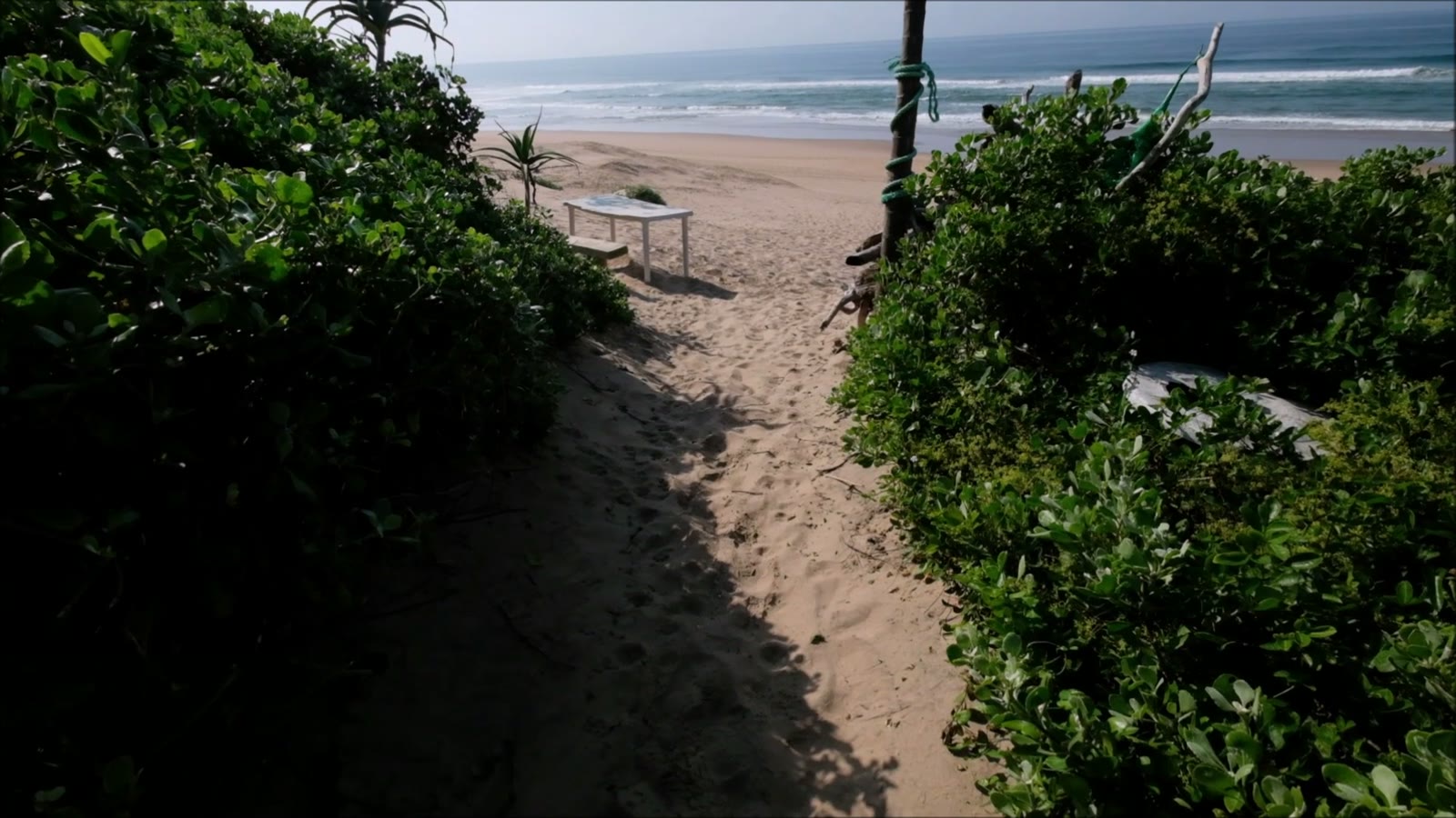 Sandy path through coastal bush leading to the beach